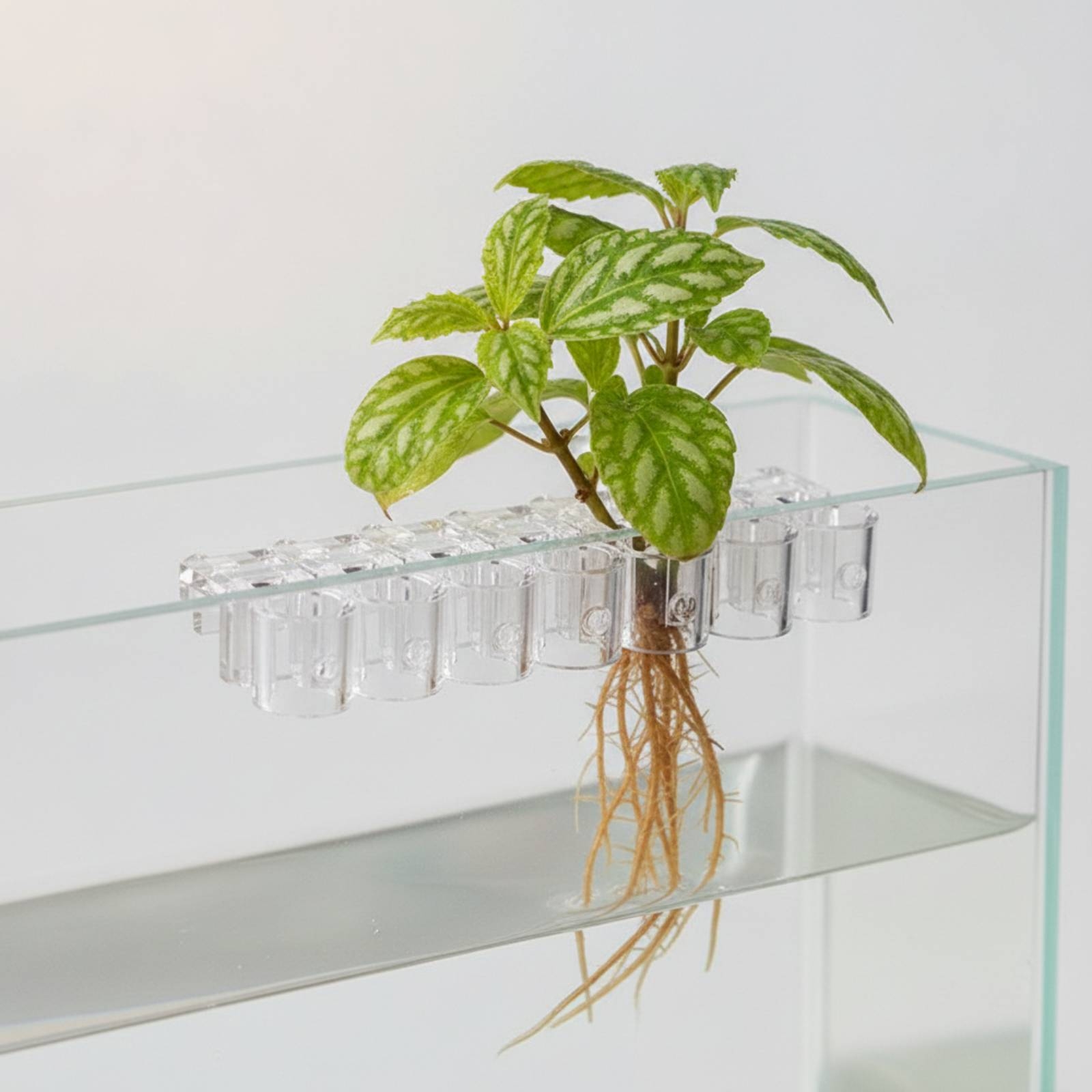 Набор из 6 прозрачных гидропон – обзор и цена Aquarium Planted