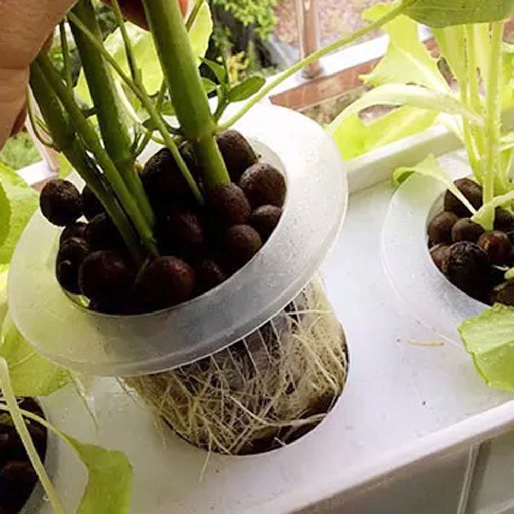 10/50 шт. Хит продаж: лотки дл – обзор и цена Aquarium Planted Seeds