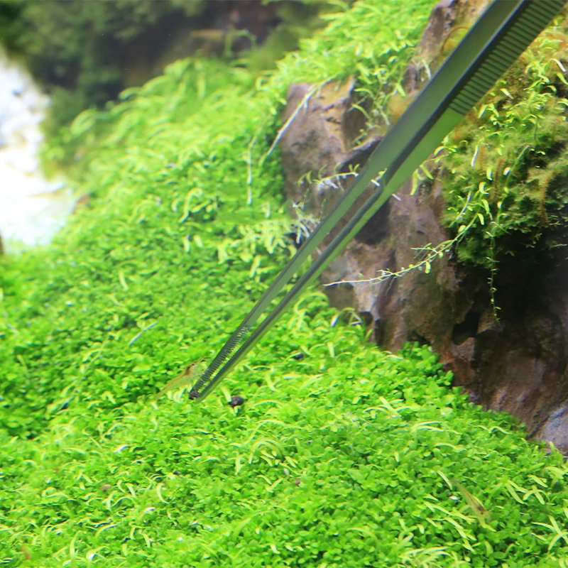 Качественные пинцеты VIV ADA д – обзор и цена Planted Aquarium Ada
