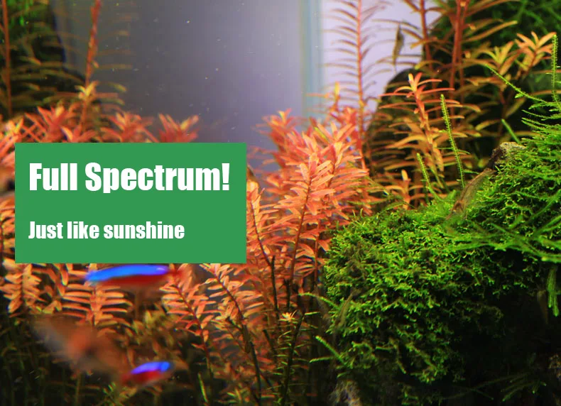 Chihiros C серии ADA стиль для – обзор и цена Planted Aquarium Ada