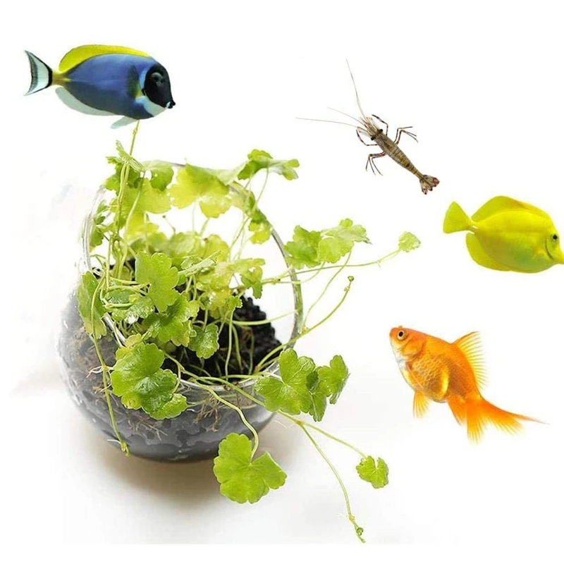Новый горшок для аквариумных р – обзор и цена Aquarium Planted Seeds